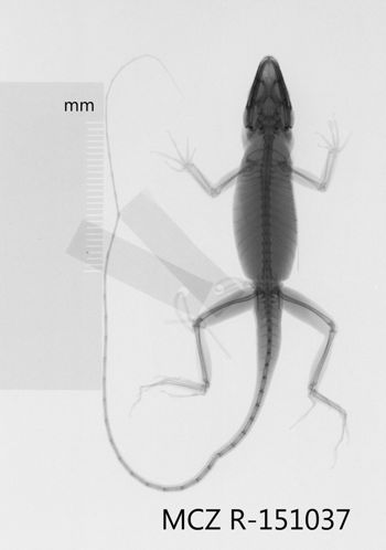 Media type: image;   Herpetology R-151037 Aspect: dorsoventral x-ray